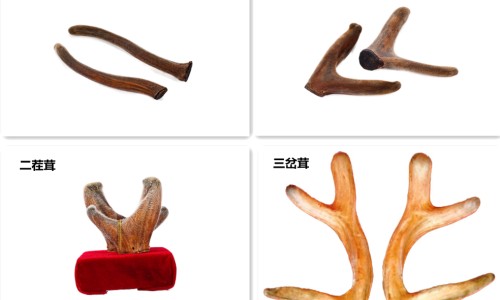肺结核病人会消瘦吗-【肺结核病人嗜睡正常吗】肺结核病人发烧了怎么办 - 肺结核病人应怎样隔离网