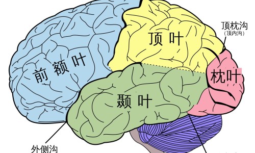 肺结核病人会消瘦吗-【肺结核病人嗜睡正常吗】肺结核病人发烧了怎么办 - 肺结核病人应怎样隔离网